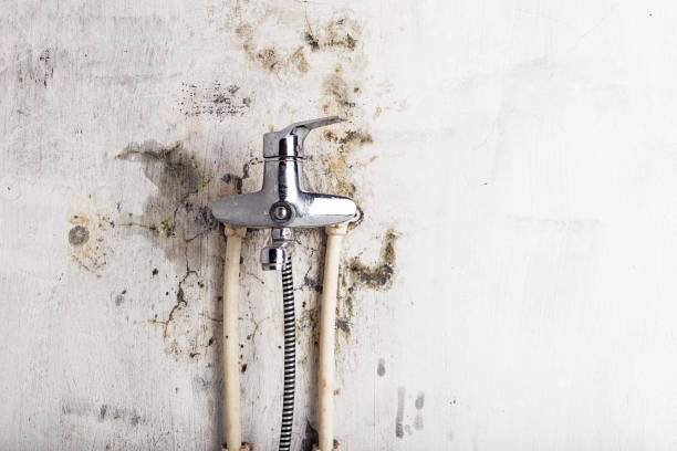 Best Mold Testing  in Westmere, NY