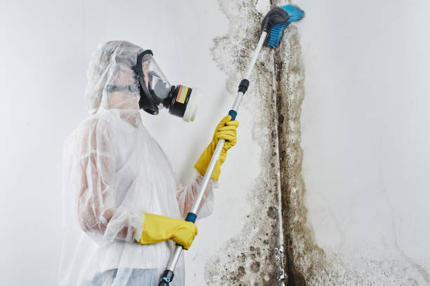 Mold Removal Process in Westmere, NY