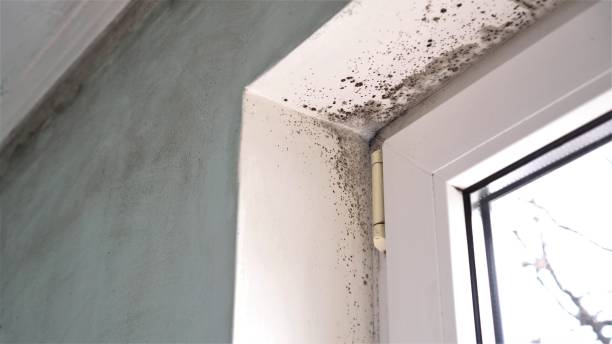 Best Attic Mold Removal  in Westmere, NY