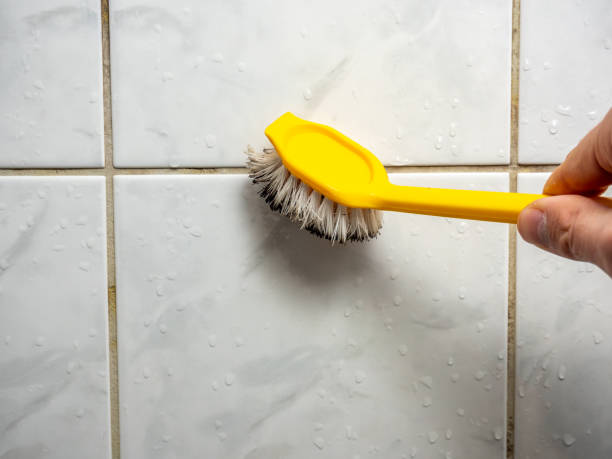 Best Fast Mold Removal  in Westmere, NY