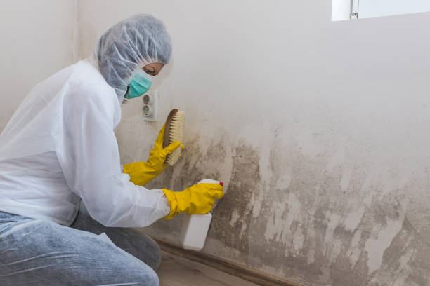 Best Mold Removal and Inspection  in Westmere, NY