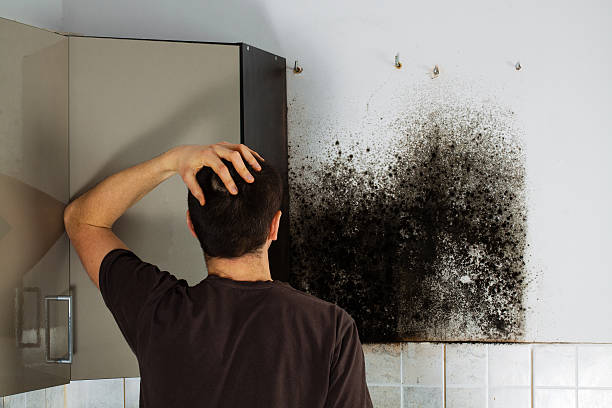 Best Toxic Mold Removal  in Westmere, NY